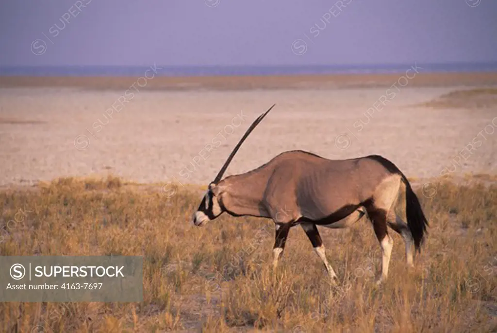 AFRICA, NAMIBIA, ETOSHA NATIONAL PARK, ORYX