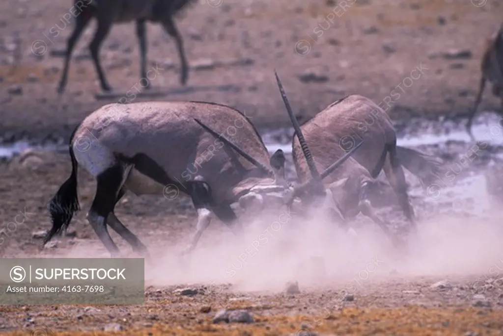 AFRICA, NAMIBIA, ETOSHA NATIONAL PARK, ORYX FIGHTING