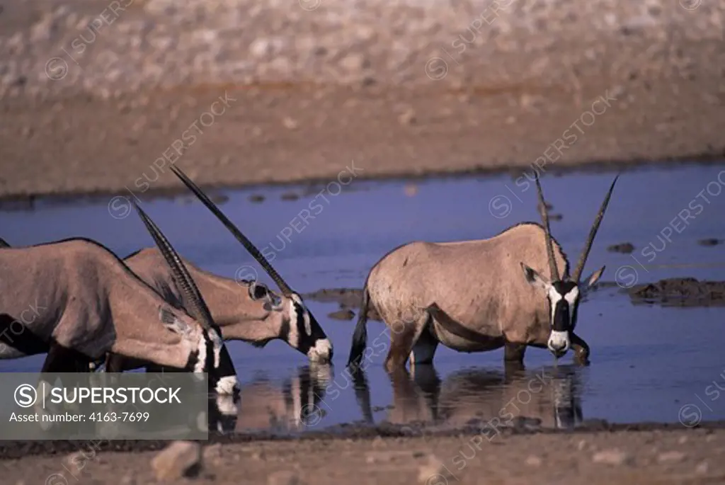 AFRICA, NAMIBIA, ETOSHA NATIONAL PARK, ORYX AT WATERHOLE