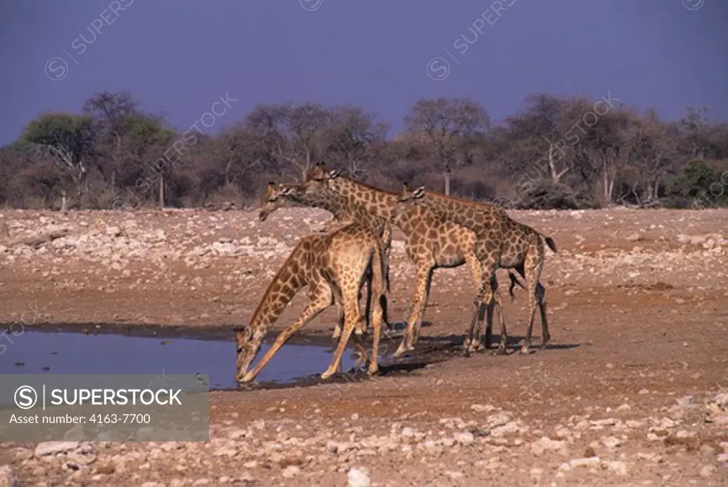AFRICA ,NAMIBIA, ETOSHA NATIONAL PARK, GIRAFFES AT WATERHOLE