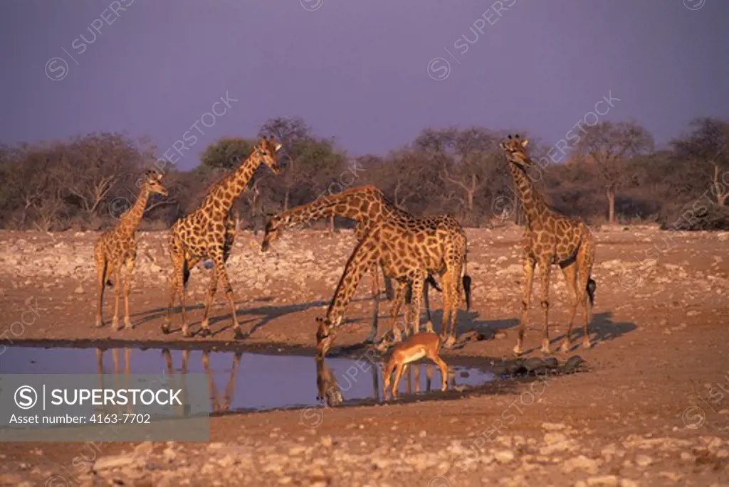 AFRICA, NAMIBIA, ETOSHA NATIONAL PARK, GIRAFFES AND IMPALA AT WATERHOLE