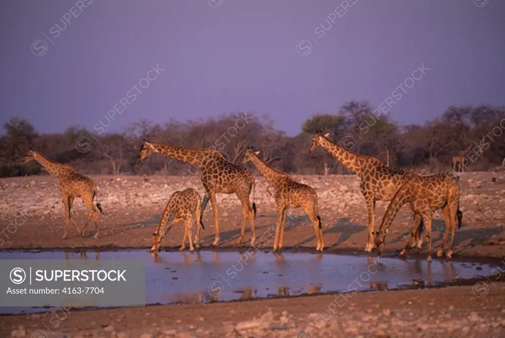 AFRICA, NAMIBIA, ETOSHA NATIONAL PARK, GIRAFFES AT WATERHOLE