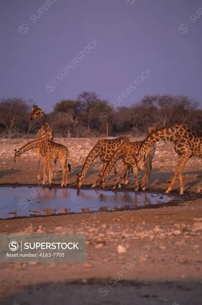 AFRICA, NAMIBIA, ETOSHA NATIONAL PARK, GIRAFFES AT WATERHOLE