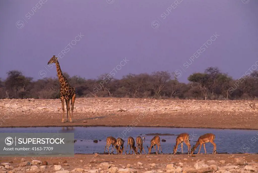 AFRICA, NAMIBIA, ETOSHA NATIONAL PARK, GIRAFFE AND IMPALAS AT WATERHOLE