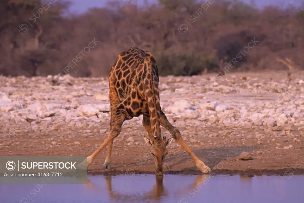 AFRICA, NAMIBIA, ETOSHA NATIONAL PARK, GIRAFFE, DRINKING AT WATERHOLE