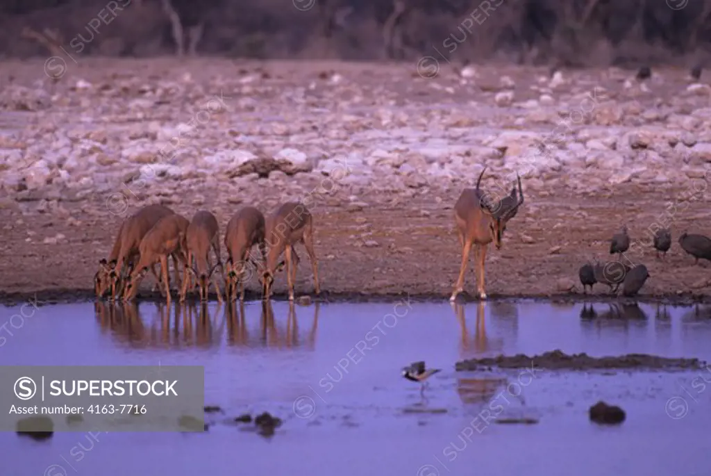 AFRICA, NAMIBIA, ETOSHA NATIONAL PARK, BLACK-FACED IMPALAS AT WATERHOLE