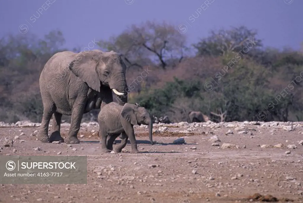 AFRICA, NAMIBIA, ETOSHA NATIONAL PARK, ELEPHANT WITH BABY