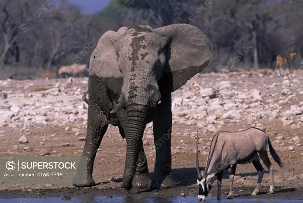 AFRICA, NAMIBIA, ETOSHA NATIONAL PARK, ELEPHANT AND ORYX AT WATERHOLE