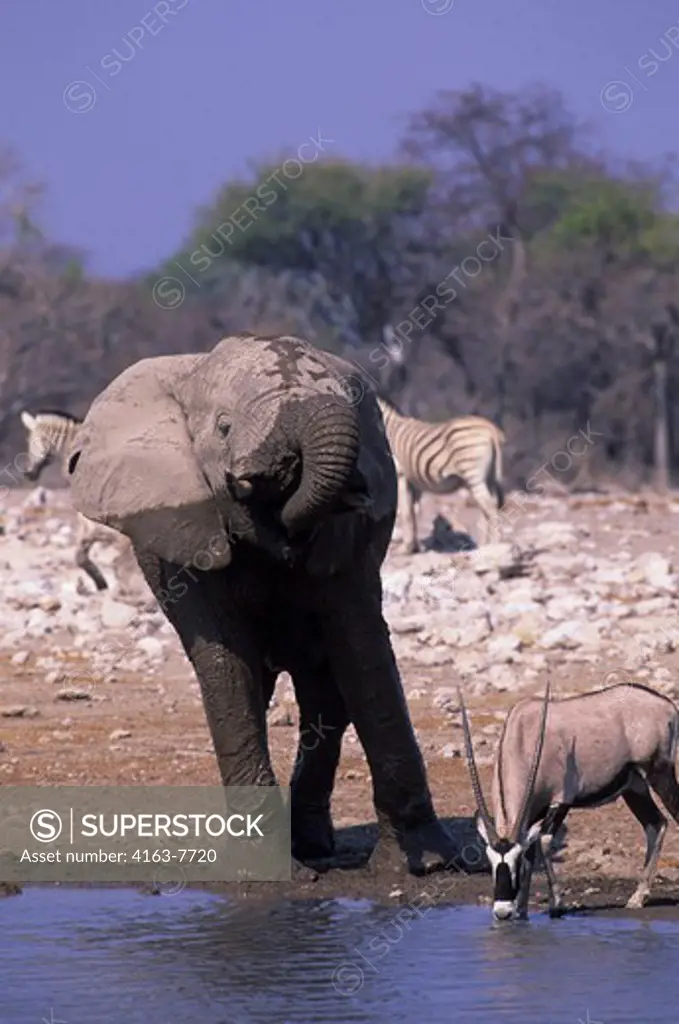 AFRICA, NAMIBIA, ETOSHA NATIONAL PARK, ELEPHANT AND ORYX AT WATERHOLE
