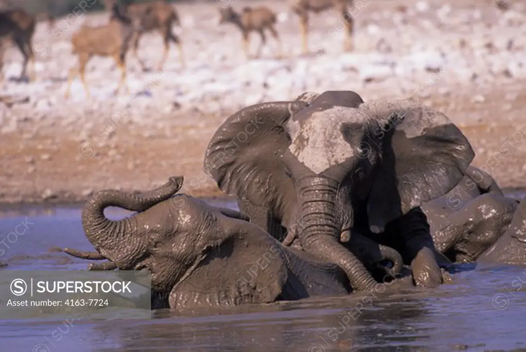 AFRICA, NAMIBIA, ETOSHA NATIONAL PARK, ELEPHANTS WALLOWING IN WATERHOLE