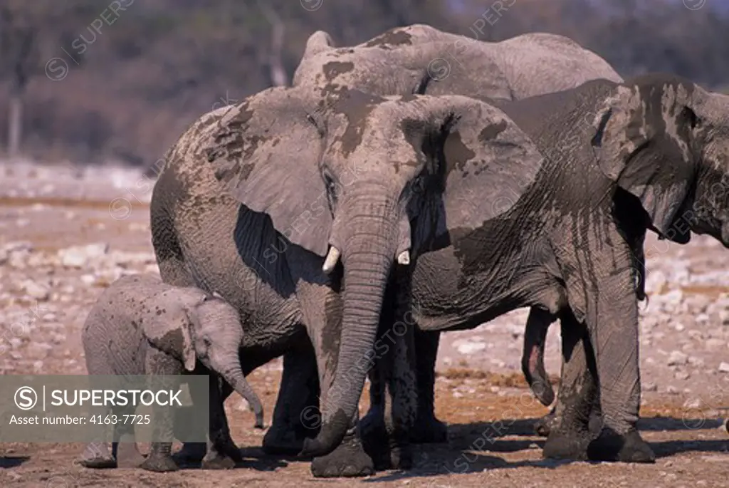 AFRICA, NAMIBIA, ETOSHA NATIONAL PARK, ELEPHANTS WITH BABY
