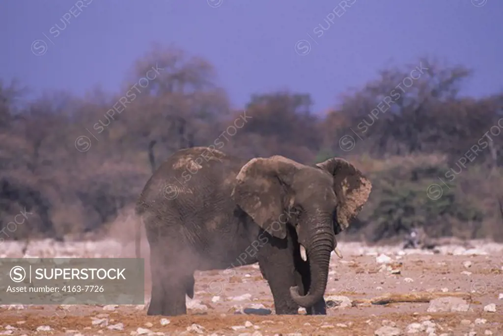 AFRICA, NAMIBIA, ETOSHA NATIONAL PARK, ELEPHANTS DUSTING AFTER BATH