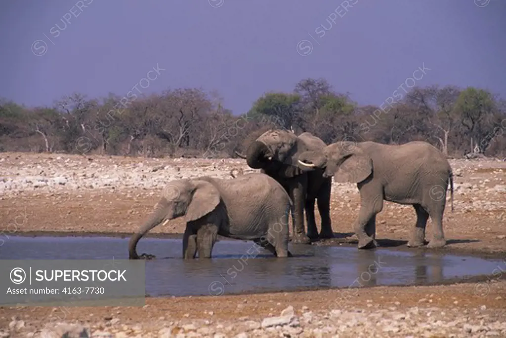 AFRICA, NAMIBIA, ETOSHA NATIONAL PARK, ELEPHANTS IN WATERHOLE