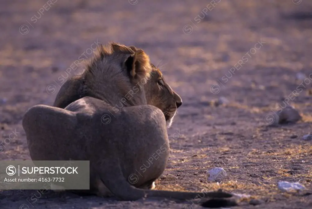 AFRICA, NAMIBIA, ETOSHA NATIONAL PARK, YOUNG MALE LION NEAR WATERHOLE