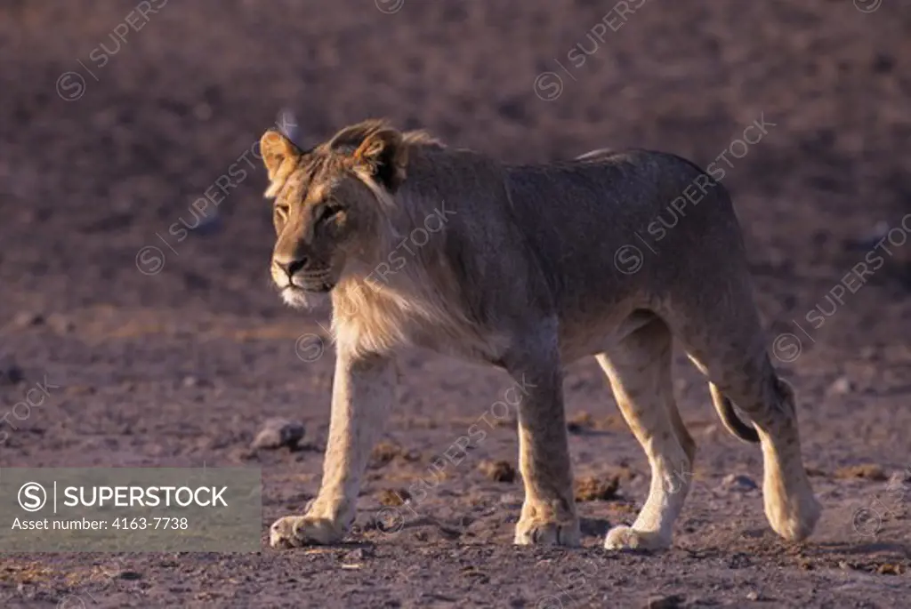AFRICA, NAMIBIA, ETOSHA NATIONAL PARK, YOUNG MALE LION NEAR WATERHOLE