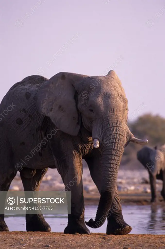 AFRICA, NAMIBIA, ETOSHA NATIONAL PARK, ELEPHANT AT WATERHOLE