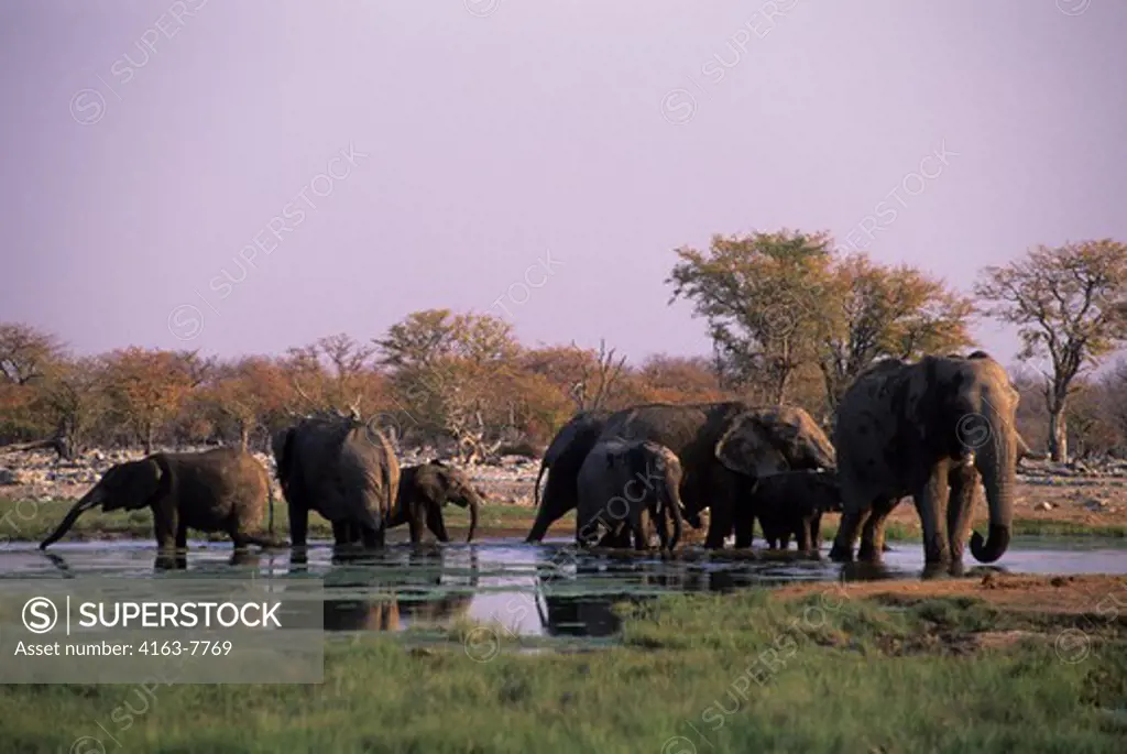AFRICA, NAMIBIA, ETOSHA NATIONAL PARK, ELEPHANTS AT WATERHOLE