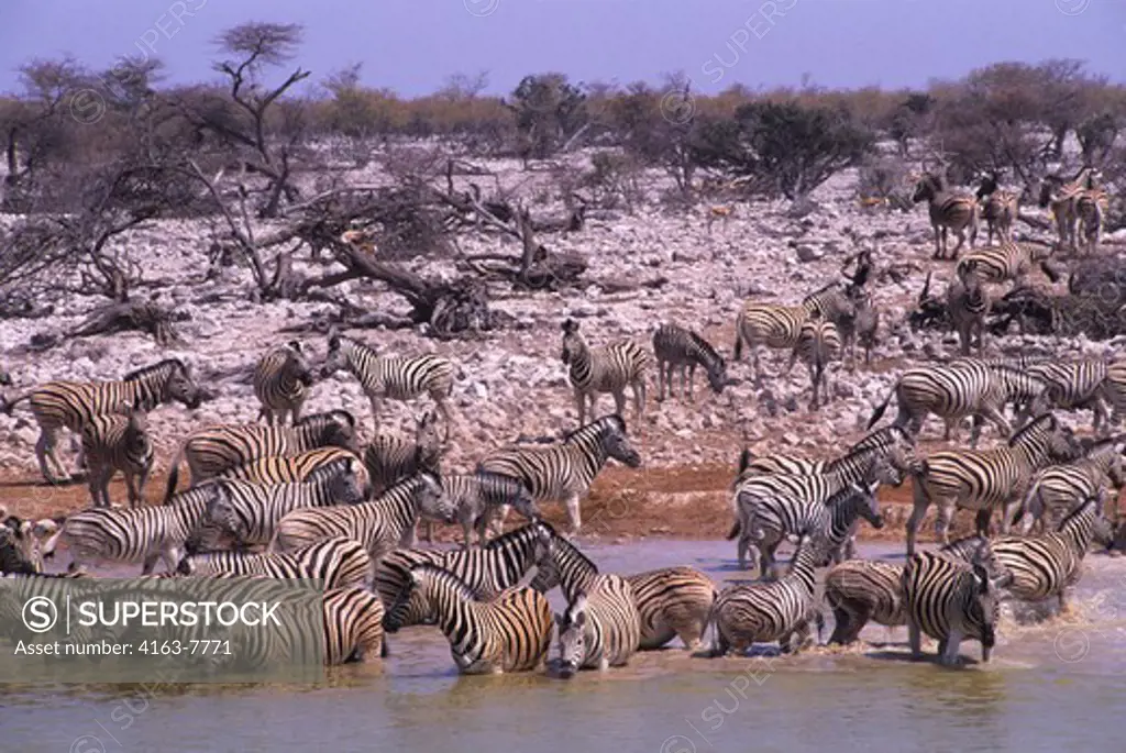 NAMIBIA, ETOSHA NATIONAL PARK, ZEBRAS AT WATERHOLE