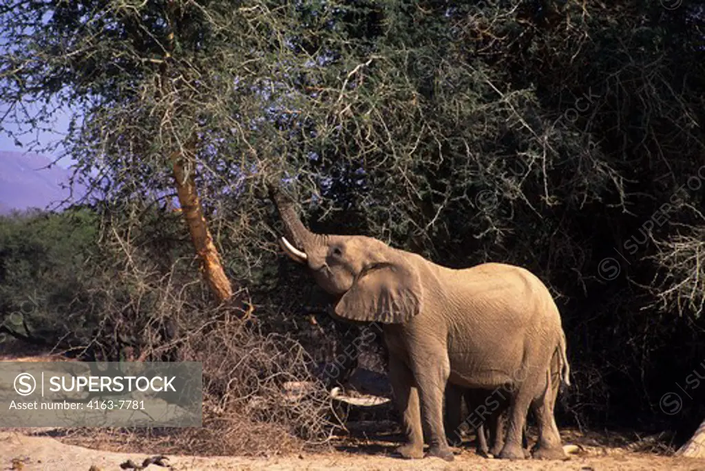 NAMIBIA, SKELETON COAST NATIONAL PARK, HUAB VALLEY, DESERT ELEPHANT