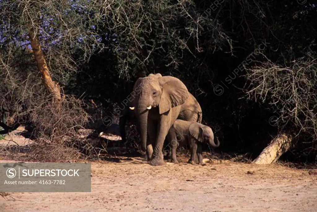 NAMIBIA, SKELETON COAST NATIONAL PARK, HUAB VALLEY, DESERT ELEPHANTS
