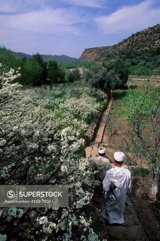 MOROCCO, NEAR MARRAKECH, ATLAS MOUNTAINS, OURIKA VALLEY, BERBER PEOPLE IN ALMOND ORCHARD