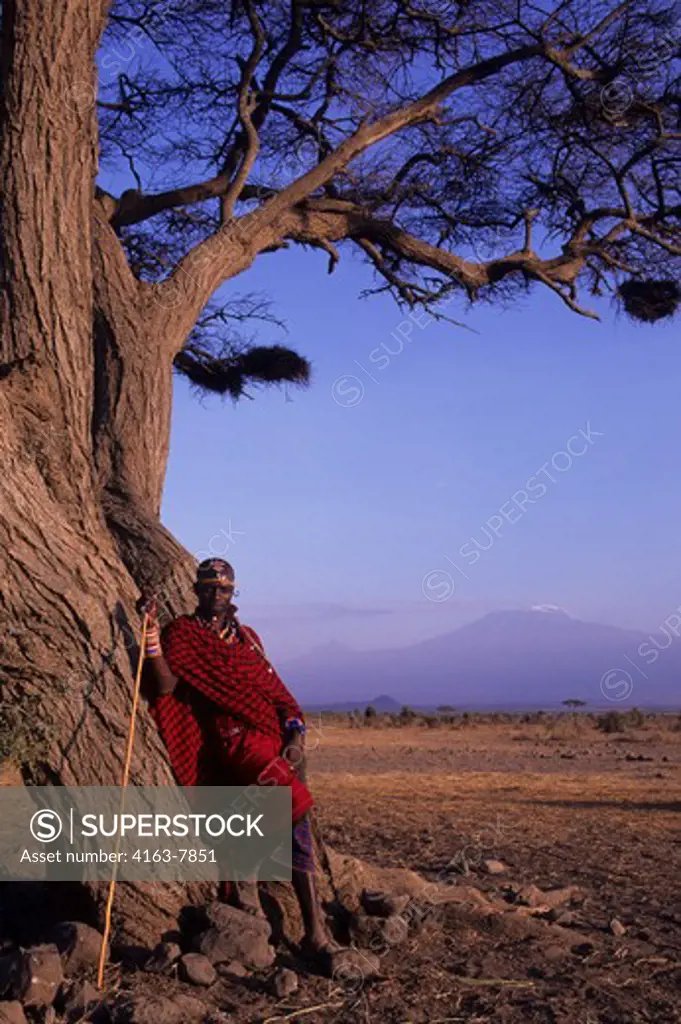 KENYA, AMBOSELI, MASAI MAN LEANING ON ACACIA TREE, MT. KILIMANJARO IN BACKGROUND