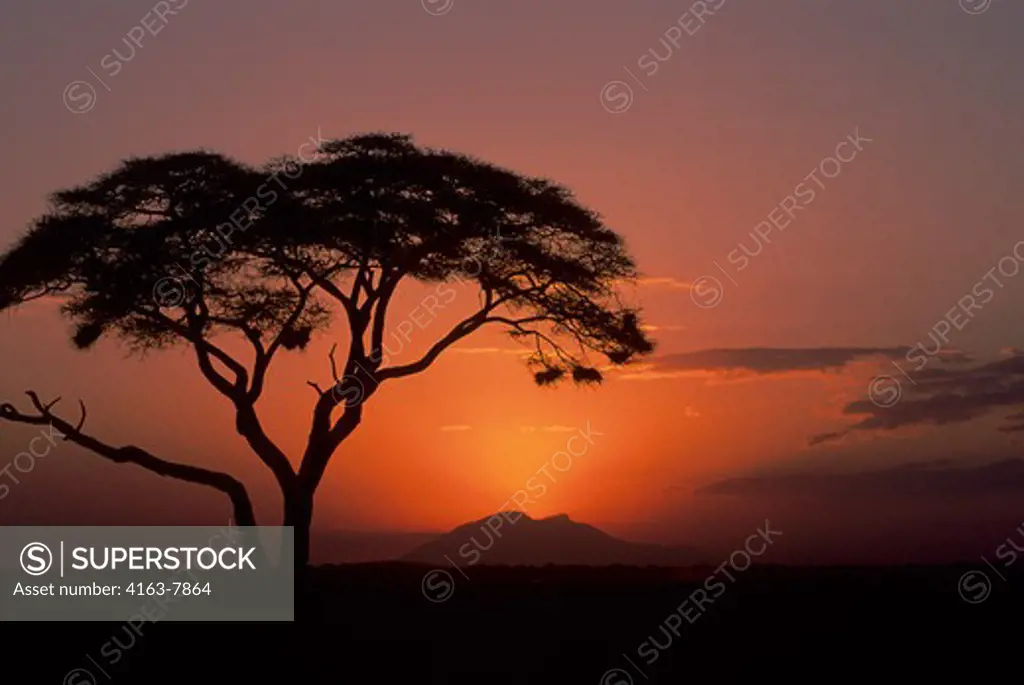 KENYA, AMBOSELI NATIONAL PARK, SUNSET, ACACIA TREE