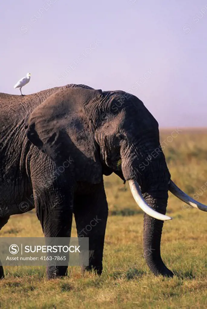 KENYA, AMBOSELI NATIONAL PARK, ELEPHANT BULL