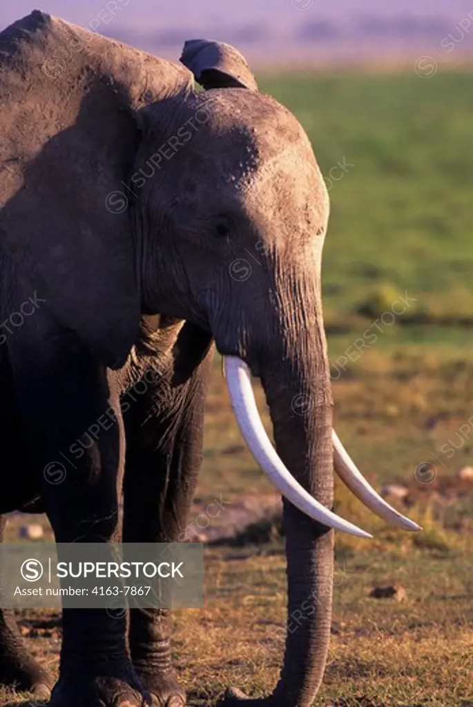 KENYA, AMBOSELI NATIONAL PARK, ELEPHANT BULL