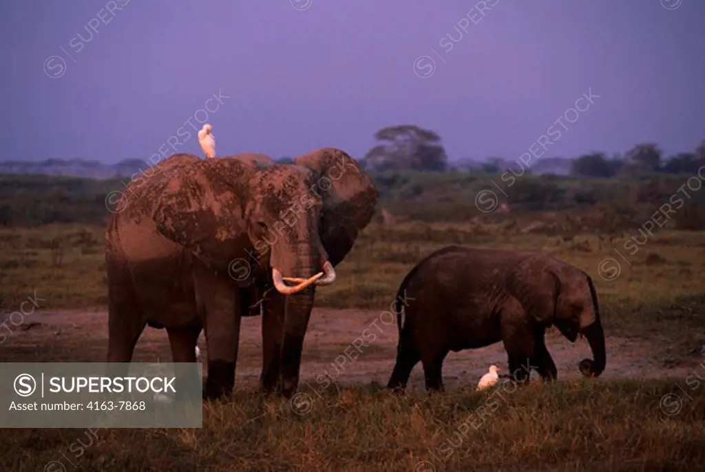 KENYA, AMBOSELI NATIONAL PARK, ELEPHANTS GRAZING