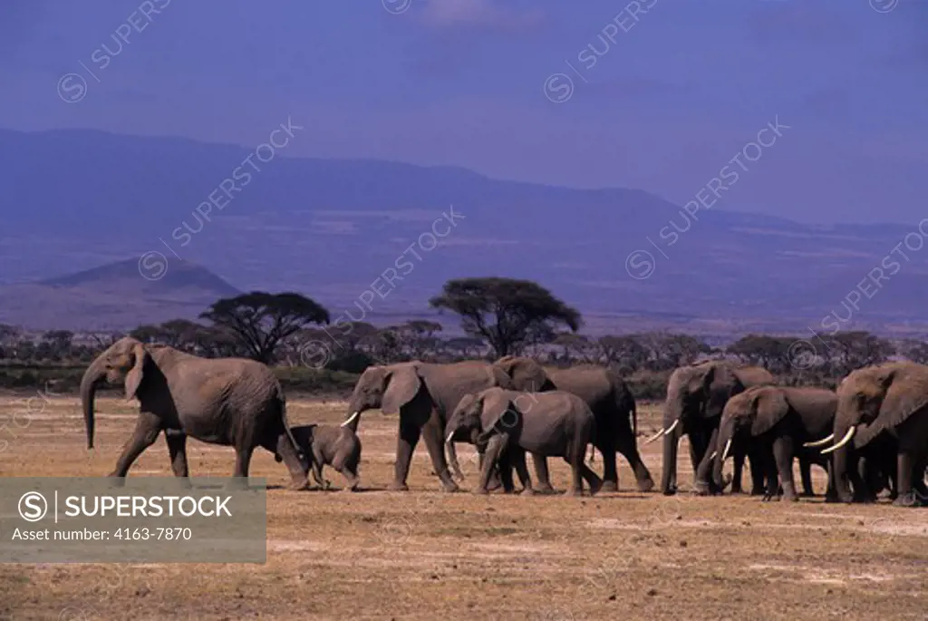 KENYA, AMBOSELI NATIONAL PARK, ELEPHANT HERD