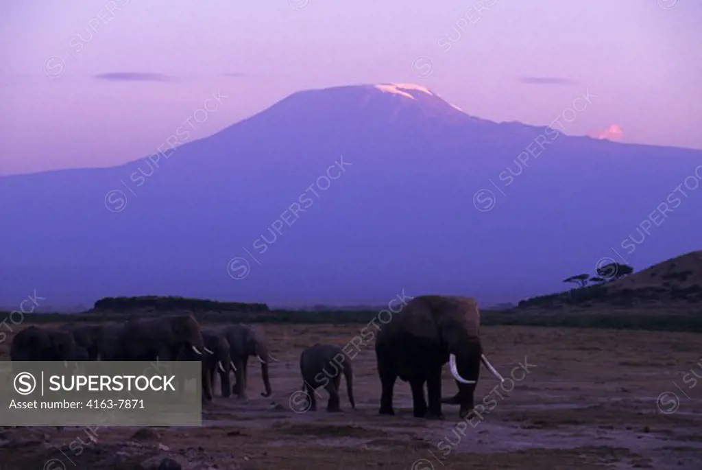 KENYA, AMBOSELI NATIONAL PARK, ELEPHANT HERD AT DUSK, MT. KILIMANJARO IN BACKGROUND