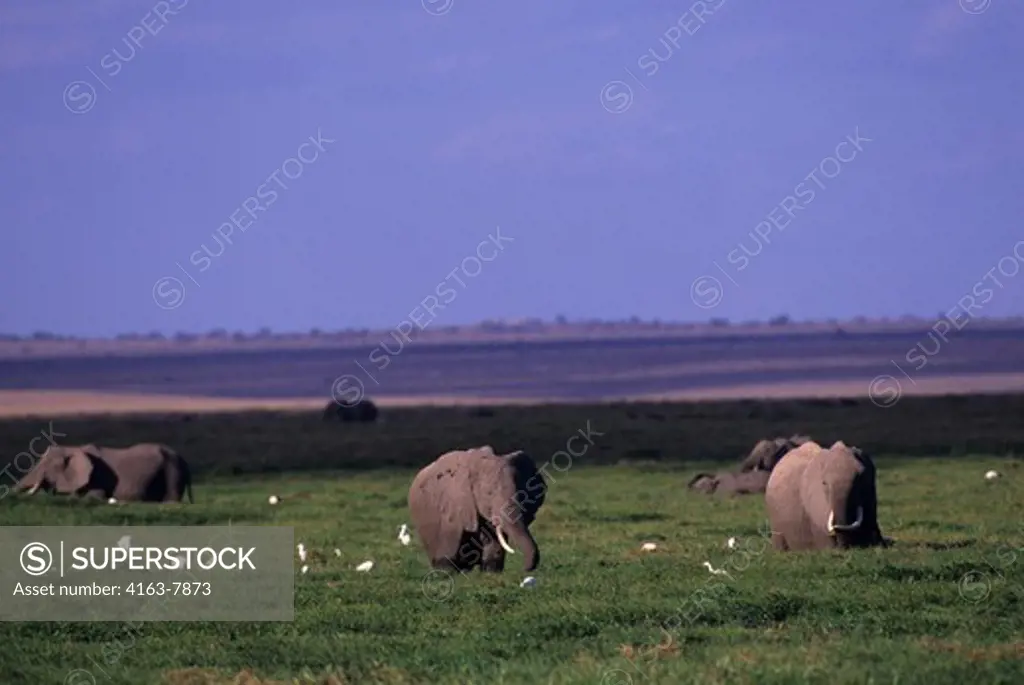 KENYA, AMBOSELI NATIONAL PARK, ELEPHANTS FEEDING IN SWAMP