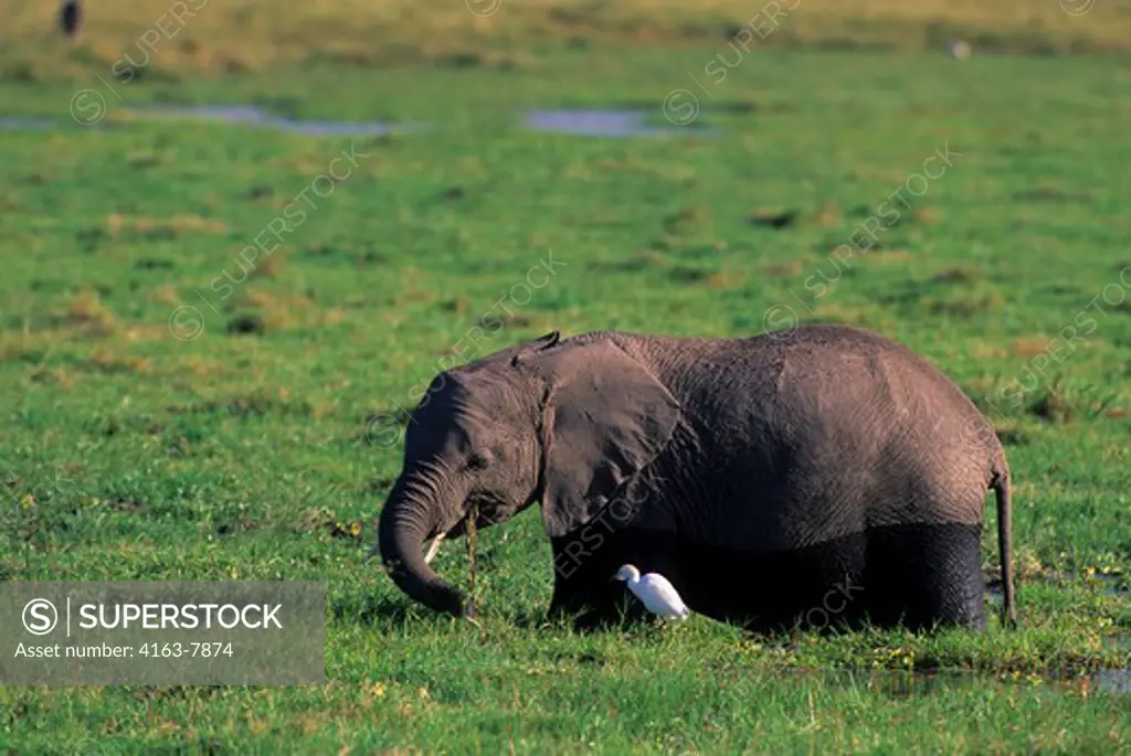 KENYA, AMBOSELI NATIONAL PARK, ELEPHANT FEEDING IN SWAMP