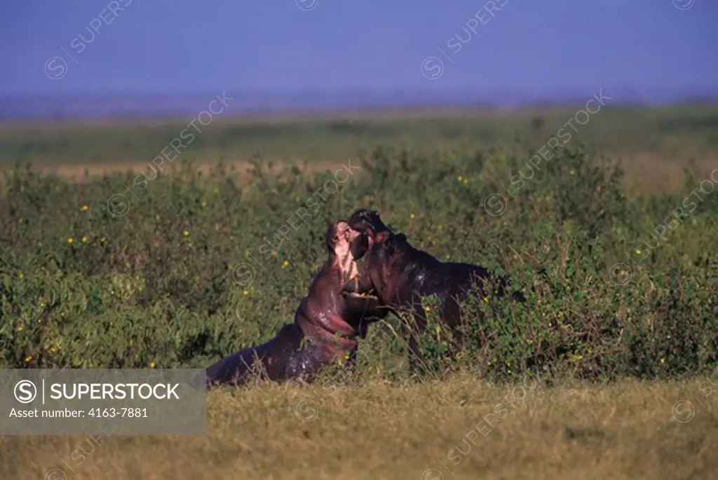 KENYA, AMBOSELI NATIONAL PARK, HIPPOS FIGHTING