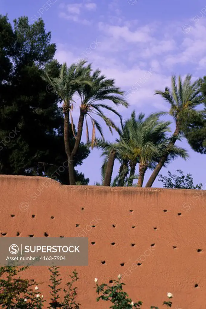 MOROCCO, MARRAKECH, DATE PALM TREE WITH TWO PALM TOPS