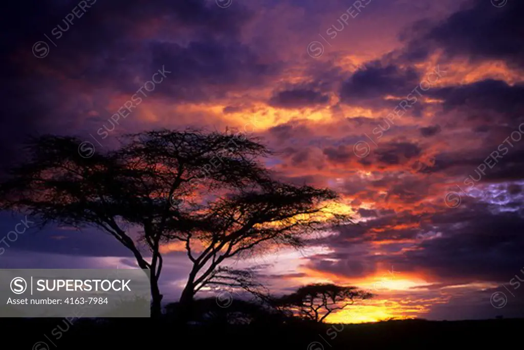 TANZANIA, OLDUVAI GORGE, SUNSET, ACACIA TREES