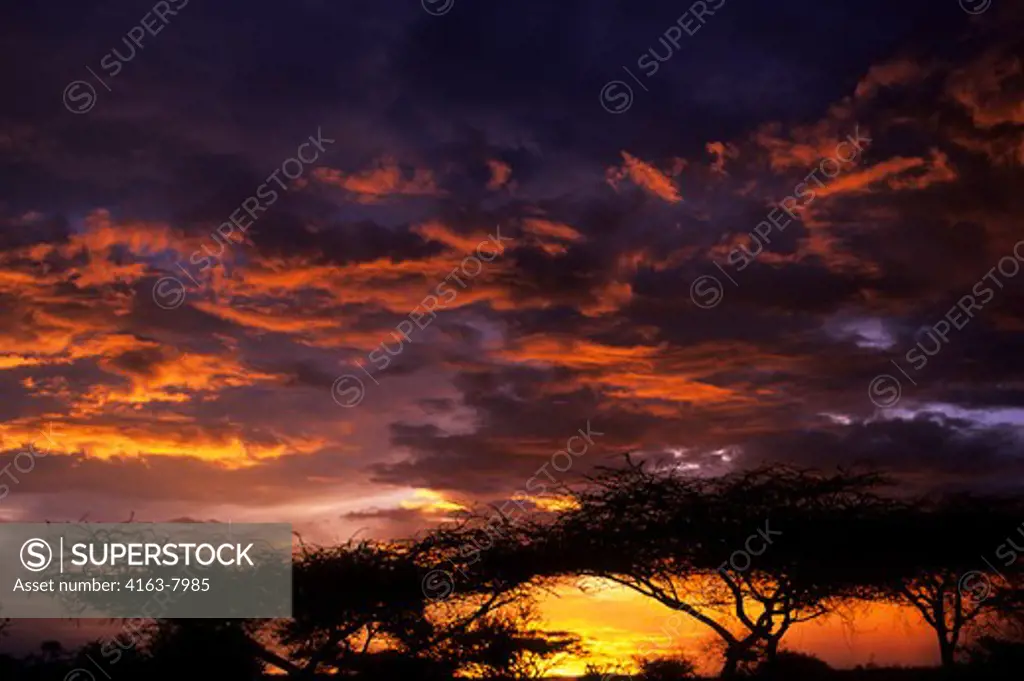TANZANIA, OLDUVAI GORGE, SUNSET, ACACIA TREES