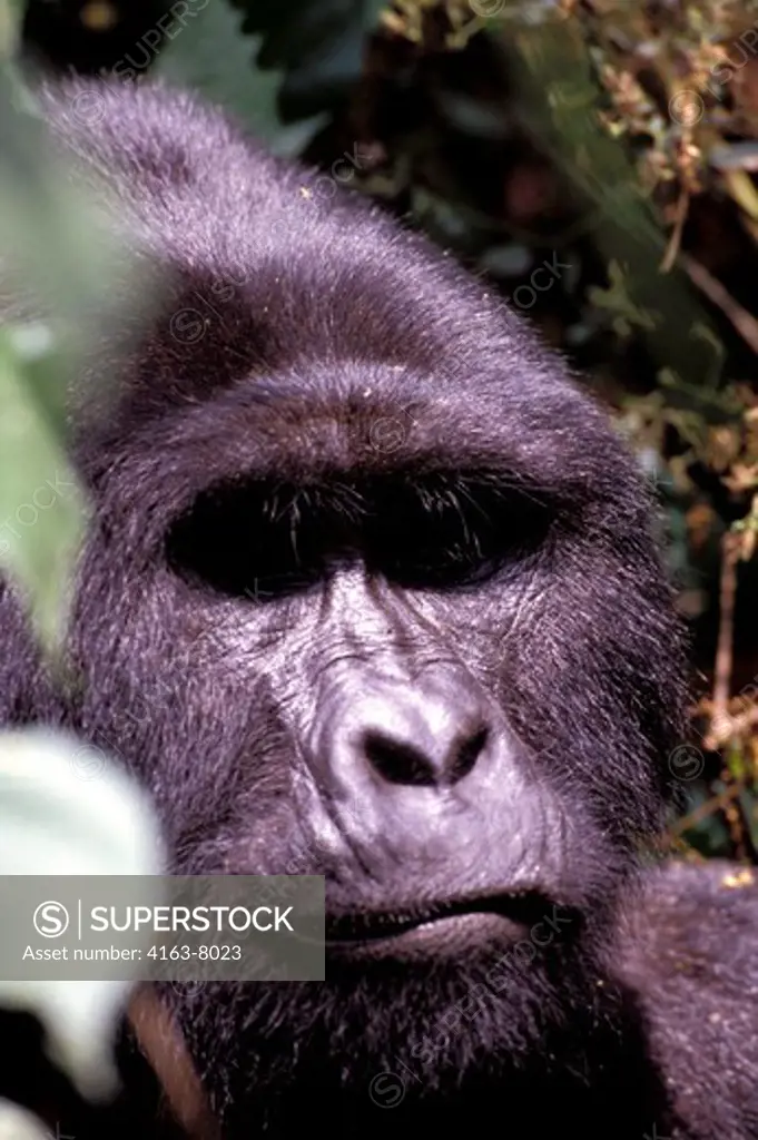 UGANDA, BWINDI IMPENETRABLE FOREST, MOUNTAIN GORILLAS, SILVERBACK, PORTRAIT