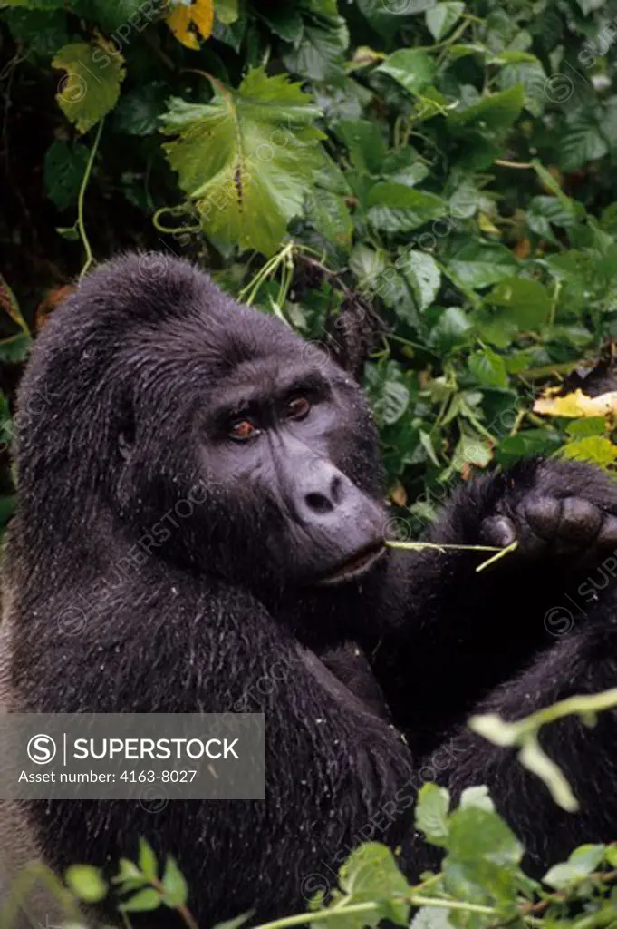 UGANDA, BWINDI IMPENETRABLE FOREST, MOUNTAIN GORILLAS, SILVERBACK FEEDING