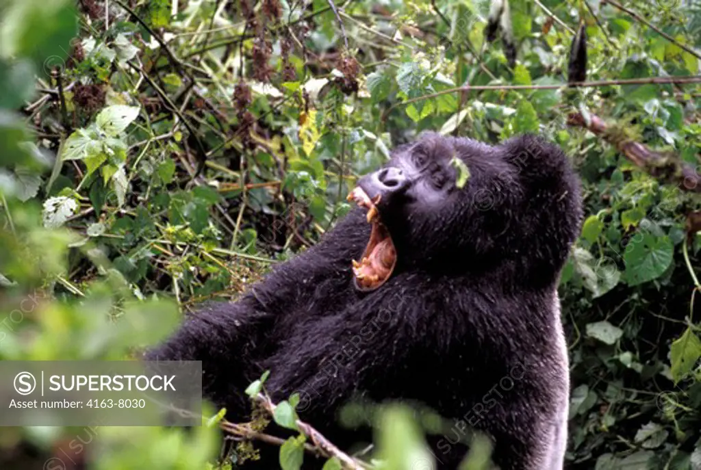 UGANDA, BWINDI IMPENETRABLE FOREST, MOUNTAIN GORILLAS, SILVERBACK YAWNING