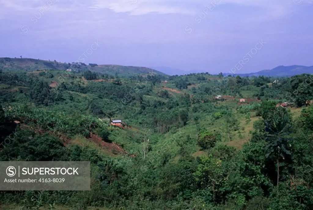 UGANDA, NEAR BWINDI, KANUNGU HILLS, LANDSCAPE WITH FARMS, FIELDS AND BANANA PLANTATIONS