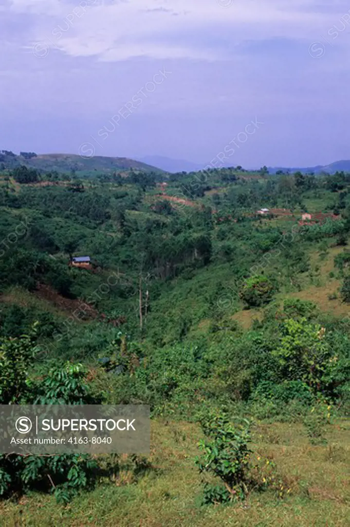 UGANDA, NEAR BWINDI, KANUNGU HILLS, LANDSCAPE WITH FARMS, FIELDS AND BANANA PLANTATIONS