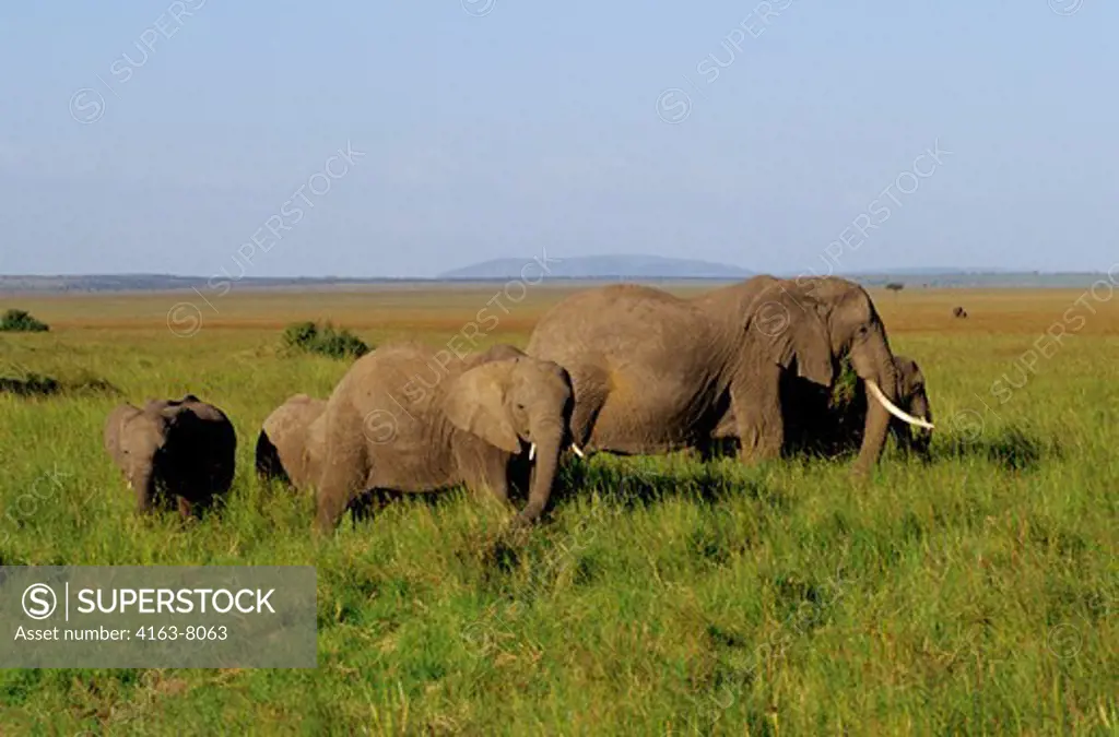 KENYA, MASAI MARA, GRASSLAND, ELEPHANT HERD WITH BABY, GRAZING