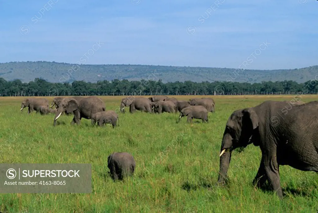 KENYA, MASAI MARA, GRASSLAND, ELEPHANT WITH BABY (2 MONTHS OLD)