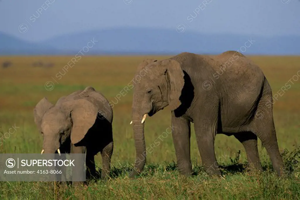 KENYA, MASAI MARA, GRASSLAND, ELEPHANT WITH BABY (3 YEARS OLD)