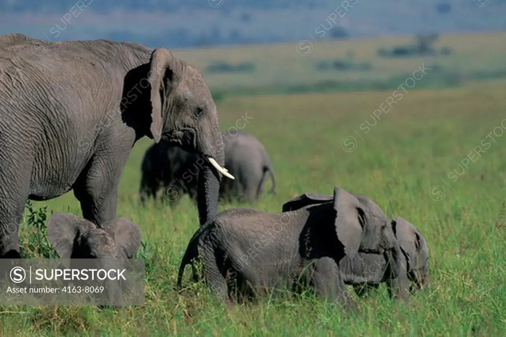KENYA, MASAI MARA, GRASSLAND, ELEPHANT WITH BABIES