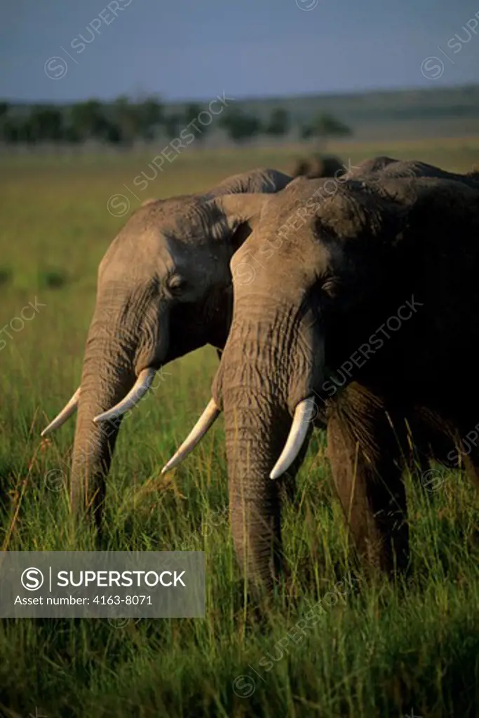 KENYA, MASAI MARA, GRASSLAND, ELEPHANT BULLS (MALES)