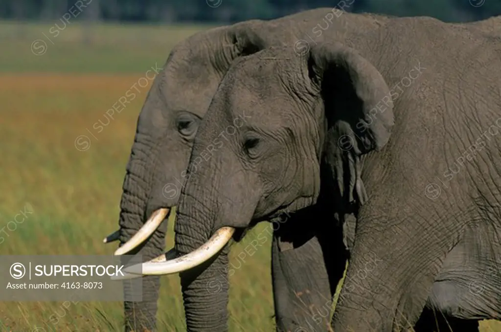 KENYA, MASAI MARA, GRASSLAND, ELEPHANT BULLS (MALES)