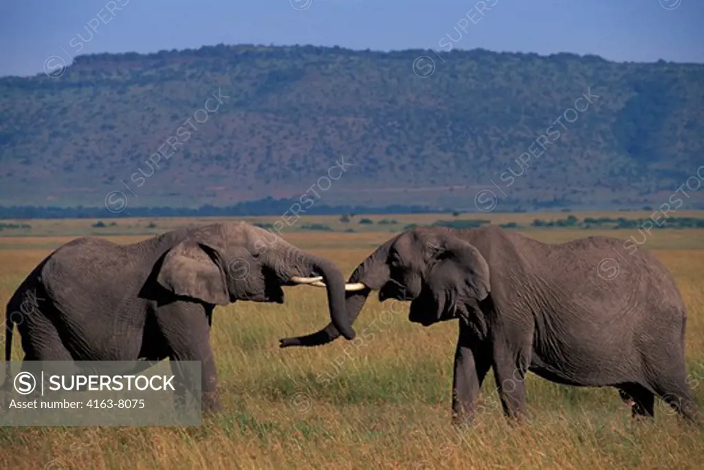 KENYA, MASAI MARA, GRASSLAND, ELEPHANT BULLS (MALES), SPARRING
